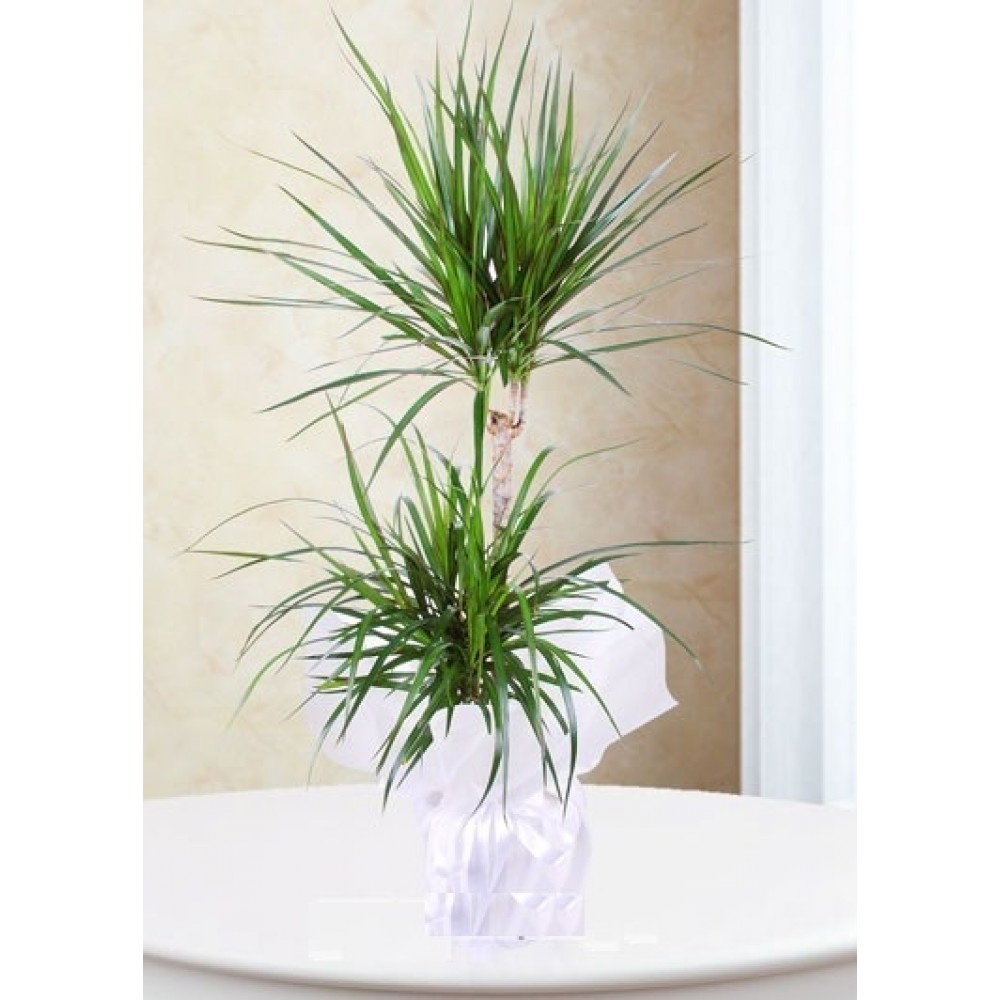 İkili Dracena Marginata